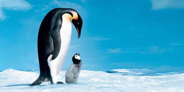 La Marcia dei Pinguini film stasera in tv trama curiosità